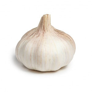 N'TON Garlic Bulb Single